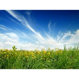 Outdoor Solutions Inc - Lawn Services in Dallas