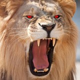 Red Eye Bail Bonds - Bail Bondsmen in Atlanta