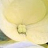 Bibbs Flowers And Gifts - Florists in Gainesville