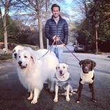 Wag A Lot Reynoldtown - Animal Boarding/Pet Boarding in Atlanta