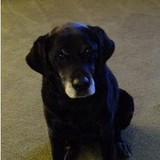 Happy Tails Grooming - Pet Groomers in Clayton