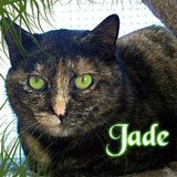 Kitty Keepers - Animal Boarding/Pet Boarding in Atlanta