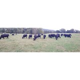 Calhoun Stockyard Highway 53 - Other in Calhoun