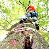 Atlanta Tree Service & Landscape - Tree Services in Mableton