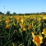 Hillside Ornamentals - Other in Byron