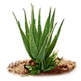 Corrective Skin Care - Other in Stone Mountain