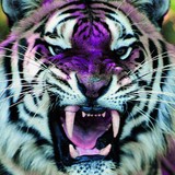 Purfek Inc - Marketing in Decatur