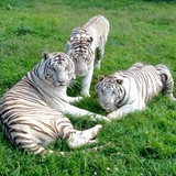 Chestatee Wild Life Preserve - Other in Dahlonega