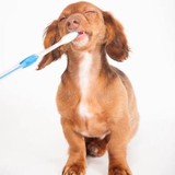 Bennett Chanda D DDS - Dentists in Athens
