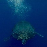 Whale Trust - Other in Makawao
