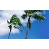 Ho Aloha - Souvenir Shops in Honolulu