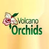 Volcano Orchids Inc - Wholesale in Honolulu