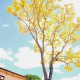 Waimea High School - Other in Waimea