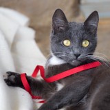 Kauai Humane Society - Other in Lihue