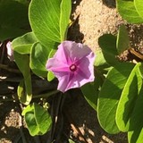 Trisha Watson - Business Consulting in Honolulu