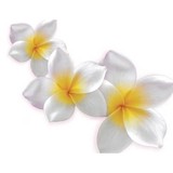 Forever Florals-Nani Makana - Souvenir Shops in Honolulu