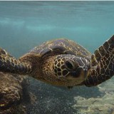 Rent Hawaii Home LLC - Other in Kealakekua