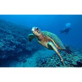 Mike Severns Diving - Other in Kihei