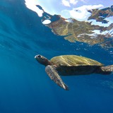 Kauai Seariders Adventures - Other in Kalaheo