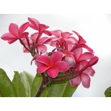 Luana Kai A - Other in Kihei
