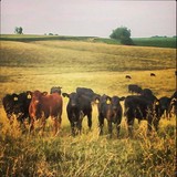 Agricareers Inc - Agricultural Products & Services in New Hampton