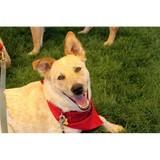 Aheinz57 Pet Rescue & Trnsprt - Other in Adel