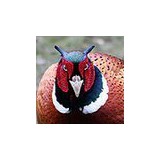 Winterset Hunt Club & Lodge - Other in Lorimor