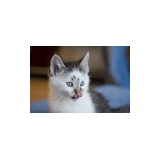 Catnip And Tails Rescue Inc - Other in Council Bluffs