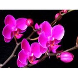 The Wild Orchid LLC - Other in Grimes
