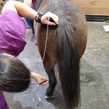 Abby's Road Veterinary Care - Veterinarians/Vets in Ames