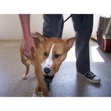 Mountain Home Animal Shelter - Other in Mountain Home