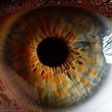 Alpine Vision Center - Optometrists in Moscow