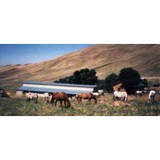 Jumper's Sport Horses - Other in Emmett