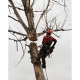 A Tree CO - Tree Services in Boise