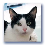 Bannock Humane Society - Other in Pocatello