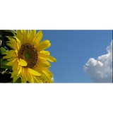 Alluring Lawn Service, Lambert Drive, Nampa, ID, United States - Lawn Services in Nampa