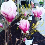 Salsbery Brothers Landscaping - Landscape Architects in Carmel