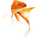 Backyard Blessings - Landscape Architects in Indianapolis