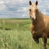 Circle C Ranch - Other in Borden