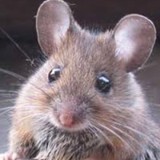 Rapid Pest Solutions - Pest Control in Munster