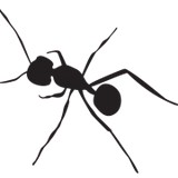 Swat Pest Management - Pest Control in Evansville