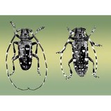 Bauermeister Tree Service - Tree Services in Fort Wayne