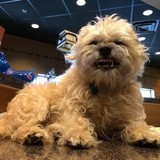 Good Dog Hotel & Spa - Animal Boarding/Pet Boarding in Indianapolis