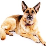 Pet Perfection - Pet Stores in Lexington