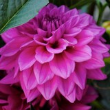 Renaissance Management Service - Other in Columbia City