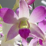 White Orchid Dental - Dentists in Munster