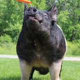 Shaffer Goldrush Inc - Pet/Animal Breeders in Albany