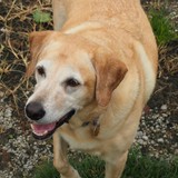 Lemcke Landscape - Landscape Architects in Indianapolis