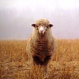 Herb Thyme Market Inc - Other in Crown Point