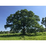 Arborcare Inc - Other in South Bend